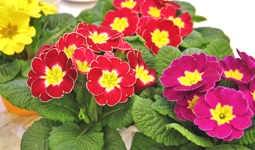 Caring for Your Potted Primrose Sawyer Garden Center