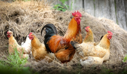 Keep Your Flock Happy and Healthy
