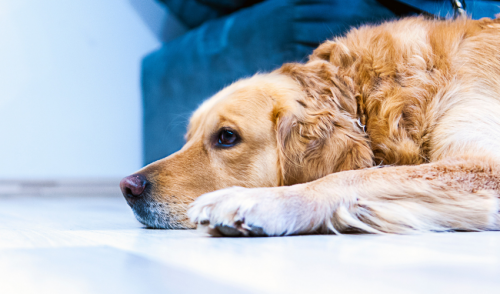 Signs to Never Ignore in Pets