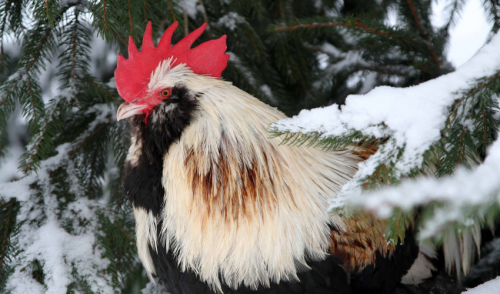 Caring for Backyard Chickens in Winter | Albright's Mill ...