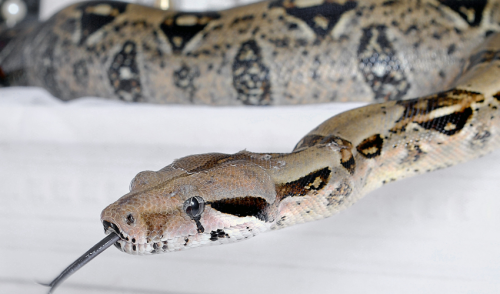 Caring For Your Pet Boa Constrictor Animal City