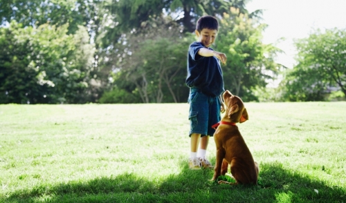 Using Gestures for Dog Training