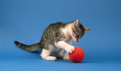 Indoor Games With Pets Barkly Meows