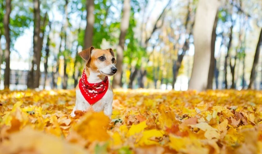 Fall Pet Safety Tips Locke Hill Feed, Pet, & Lawn Supply San