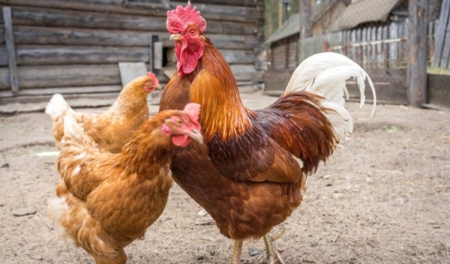 Download Tips On Rooster Care Hc Summers Feed Supply Jefferson Md