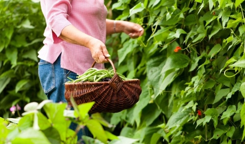 Gardening