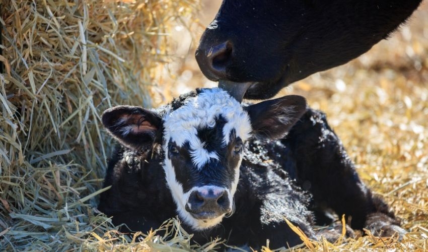 Weaning a Calf King Feed