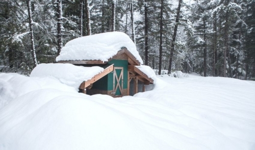 Does a chicken coop need to be heated Pros and Cons of Lighting Your Chicken Coop