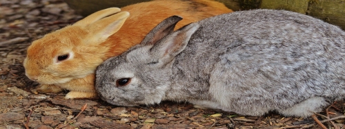 Feeding your Pet Rabbit