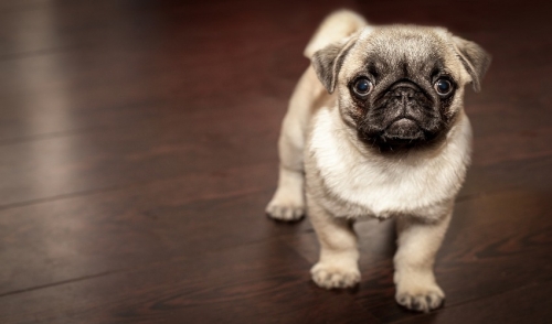 Crate Training your Dog