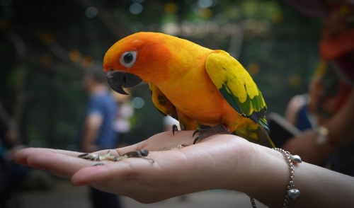 choosing-an-exotic-pet-animal-city