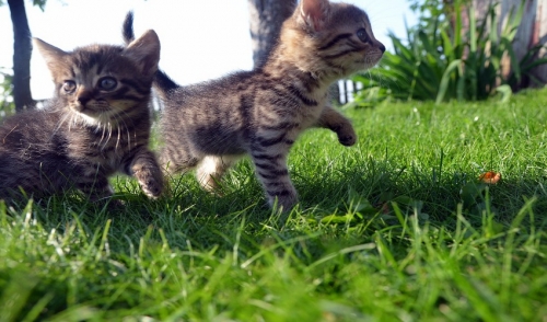 Pet Care on a Budget