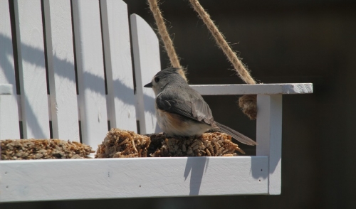 Turn Your Backyard into a Bird Haven