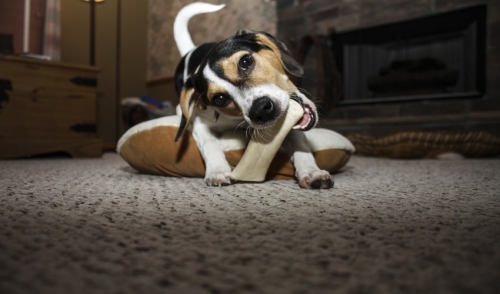 Healthy Snacking For Your Pets