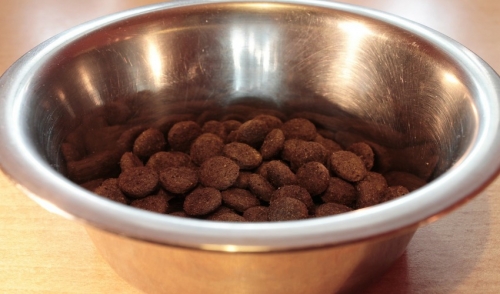 How to Choose the Right Food for Your Dog