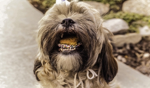 What We Need To Know About Feeding Dogs Table Scraps
