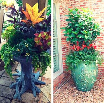 Create the perfect combination planter using the 'Thriller, Filler