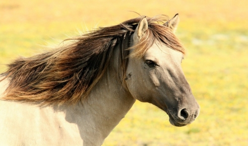 Keep Your Horses Free of Parasites