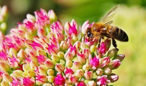 Beneficial Bugs: Insects You Actually Want to Keep Around!