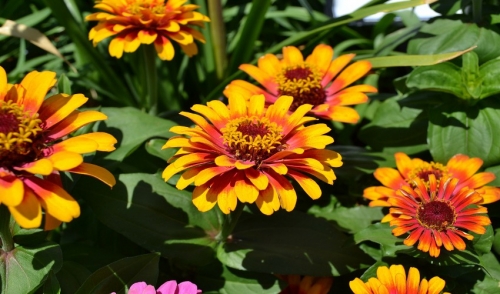 July Garden Tips