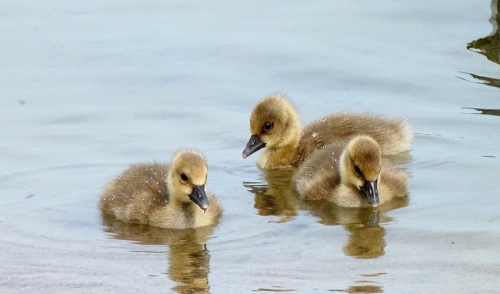 Keep Your Flock Happy and Healthy