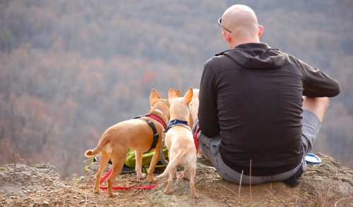 Safety Tips For Camping With Your Pet