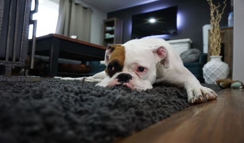 Home Safety Tips With Indoor Pets