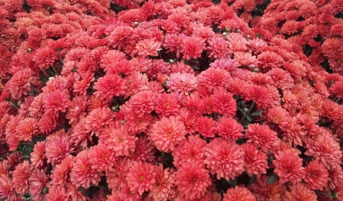 September Garden Tips