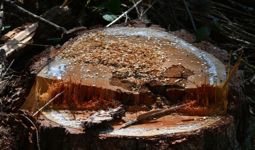 The Right Steps to Getting Out That Pesky Stump