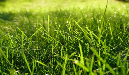 Fall is a Great Time to Fertilize Your Yard!