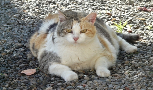 Pet Obesity: Tips On Ways To Shape Up