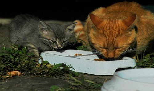 Raw Pet Food Safety Tips