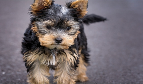 Training Your Dog Not To Bark Soldan S Pet Supplies Bay City Training Your Dog Not To Bark Soldan
