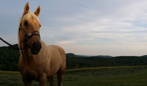 Learning the Basics of Training Your Horse