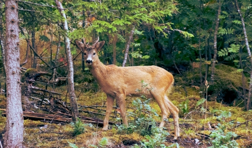 Everything You Need to Know About Deer Plots