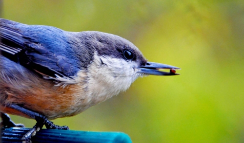 Safe Feeding Options for Wild Birds
