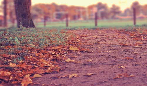 Raking Leaves: Bag or Mulch?