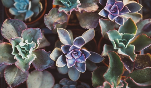 Best Houseplants for Beginners