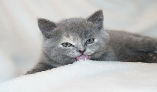 Flea & Tick Prevention Is Just As Important During The Winter Months