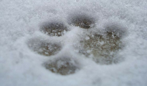 Find the Best Booties for Your Dog