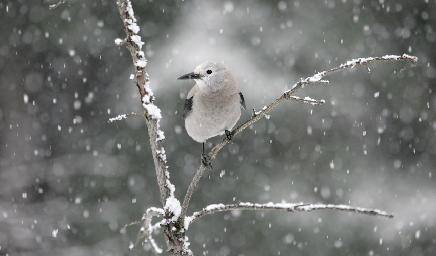 How Birds Survive Winter And How We Can Help Talmage Farm Agway 3256