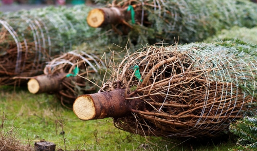 Choosing the Best Christmas Tree
