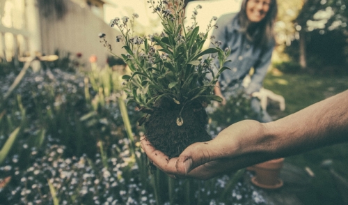 Knowing When You Can Plant in the Spring
