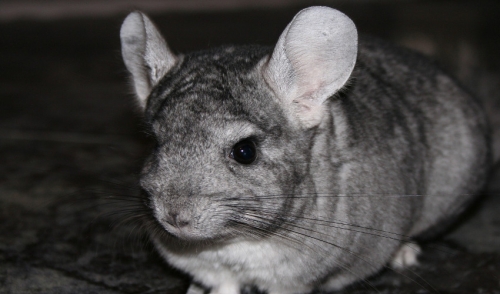 why do chinchillas shed