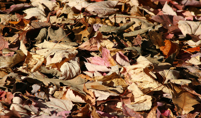 Using Leaves for Mulch Family Farm & Garden