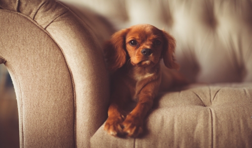 Training Your Pets Not to Get on the Furniture
