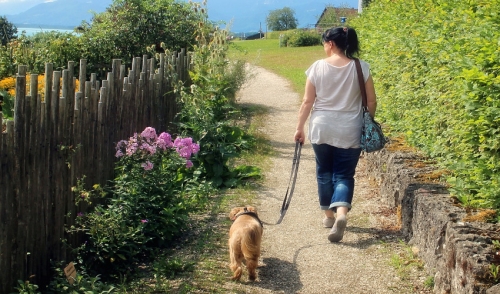 Understanding The Differences Between Collars and Harness
