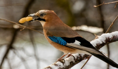 Attract Birds With Peanuts
