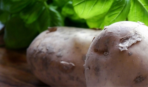 Guide To Planting Seed Potatoes Chastant Brothers Inc Guide To Planting Seed Potatoes
