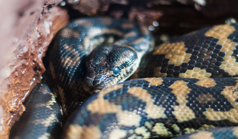 Giving Your Pet Snake the Best Habitat Possible | Arizona Feeds Country